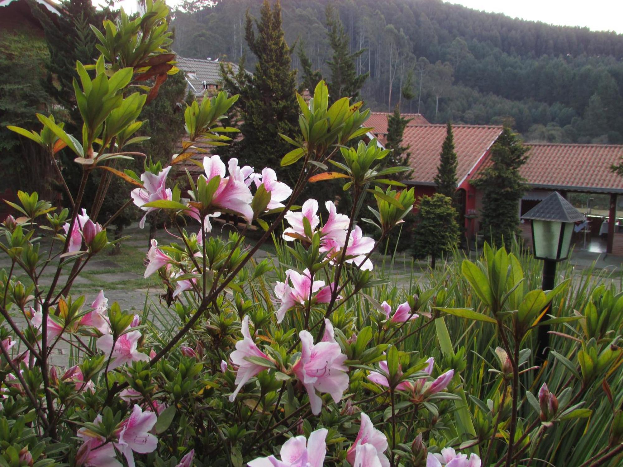 Pousada Flores Da Serra Monte Verde  Eksteriør billede